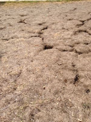 Expansive soils cause crack in the ground during dry weather Expansive soils cause crack in the ground during dry weather